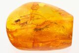 Detailed Fossil Caddisfly (Trichoptera) In Baltic Amber #272631-1